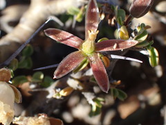 Monsonia salmoniflora