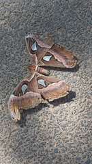 Attacus taprobanis