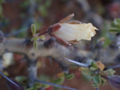 Monsonia salmoniflora
