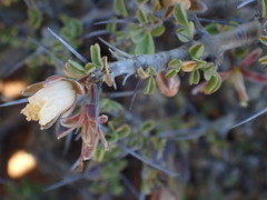 Monsonia salmoniflora