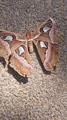 Attacus taprobanis