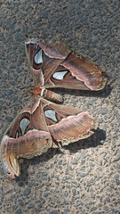 Attacus taprobanis