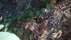 Attacus taprobanis