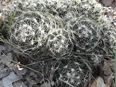 Escobaria missouriensis