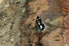 Ernsta dromus