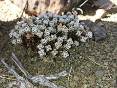 Crassula corallina