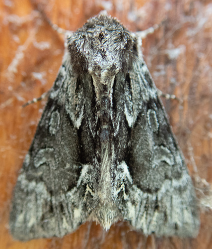 Summer Hyppa Moth