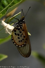 Acraea horta