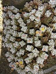 Crassula corallina