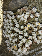 Crassula corallina