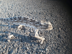 Chamaeleo chamaeleon