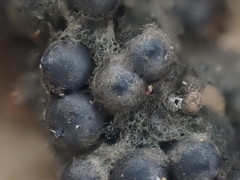 Rosellinia thelena