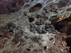 Rosellinia thelena