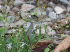 Pseudozizeeria maha okinawana