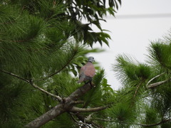 Streptopelia tranquebarica