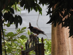 Acridotheres tristis