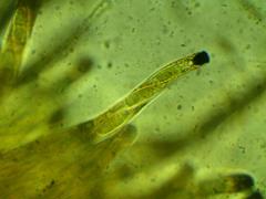 Rosellinia thelena