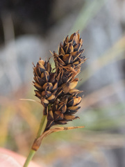 Carex gmelinii