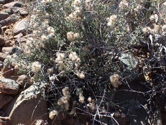 Eriocephalus grandiflorus
