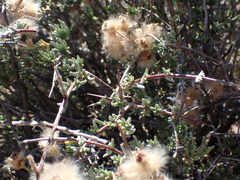 Eriocephalus grandiflorus