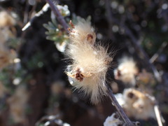 Eriocephalus grandiflorus