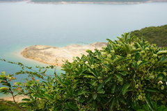 Heptapleurum heptaphyllum