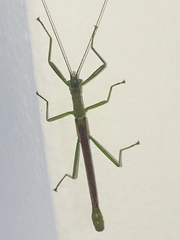 Phasmida