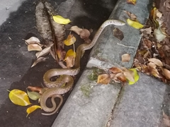 Fowlea flavipunctata