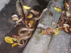 Fowlea flavipunctata