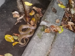 Fowlea flavipunctata