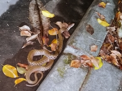 Fowlea flavipunctata