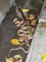 Fowlea flavipunctata