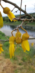 Sophora godleyi