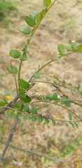 Sophora godleyi