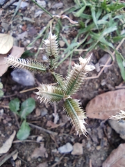 Dactyloctenium aegyptium