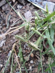 Dactyloctenium aegyptium