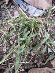 Dactyloctenium aegyptium