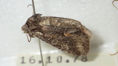 Dichonia convergens