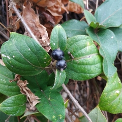 Lonicera japonica