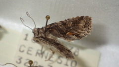 Dichonia convergens