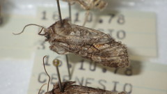 Dichonia convergens