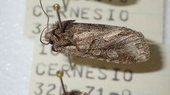 Dichonia convergens