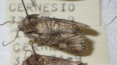 Dichonia convergens