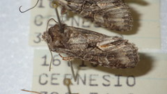 Dichonia convergens