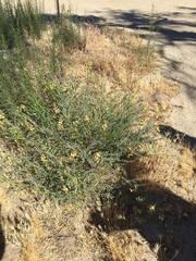 Astragalus douglasii perstrictus
