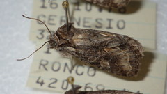 Dichonia convergens