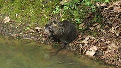 Myocastor coypus