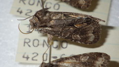 Dichonia convergens