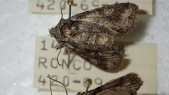 Dichonia convergens