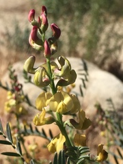 Astragalus douglasii perstrictus